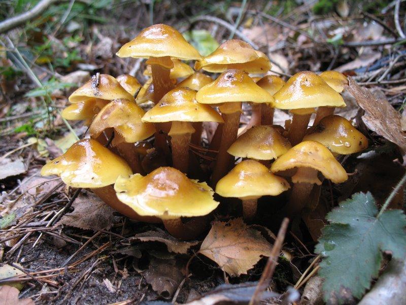 2008 10  Myco avec l 'ANY 17